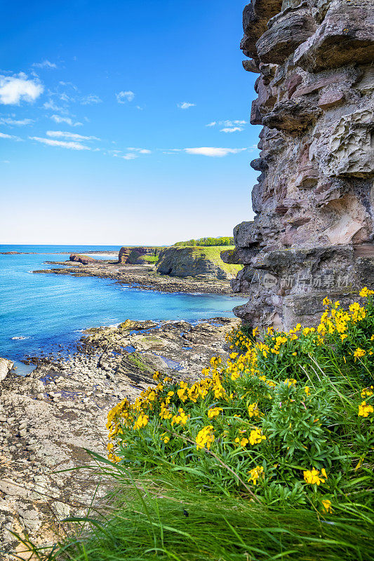 Sea Cliffs by Oxroad Bay，北贝里克，东洛锡安，苏格兰，英国